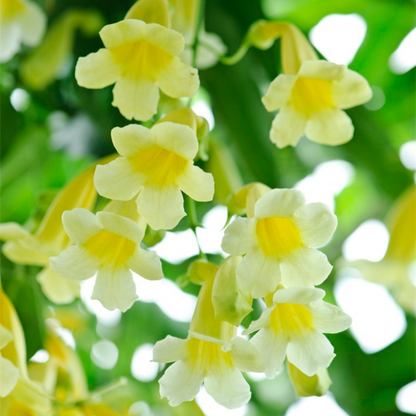 Yellow Trumpet Vine (Anemopaegma chamberlaynii) Flowering Live Plant