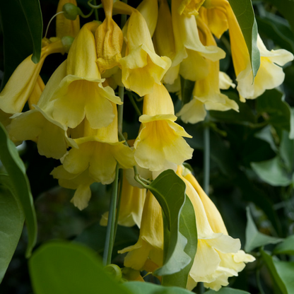 Yellow Trumpet Vine (Anemopaegma chamberlaynii) Flowering Live Plant