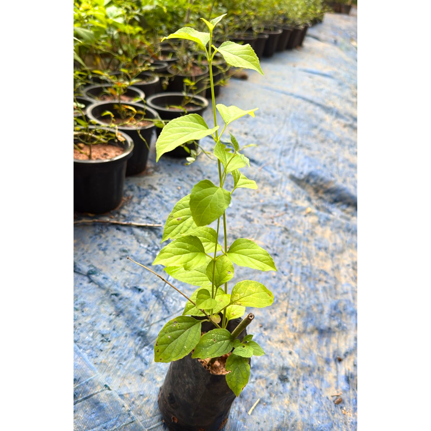 Yellow Chinese Hat (Holmskioldia) All Time Flowering Live Plant