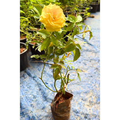Yellow Rose Grafted Live Plant