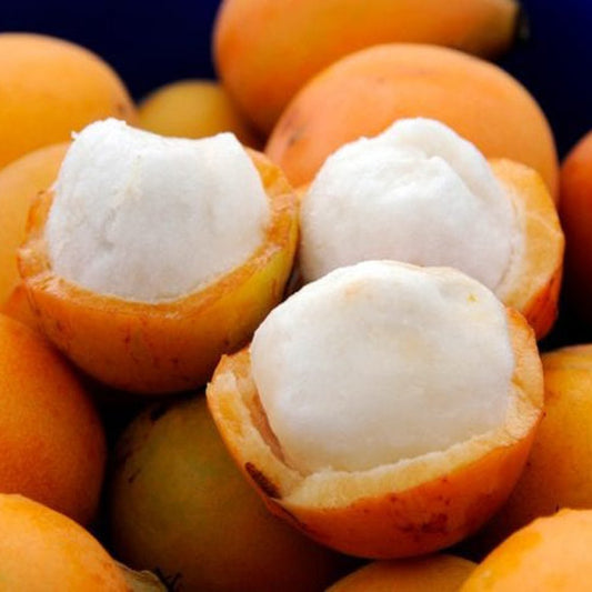 Achachairu Fruit Live Plant