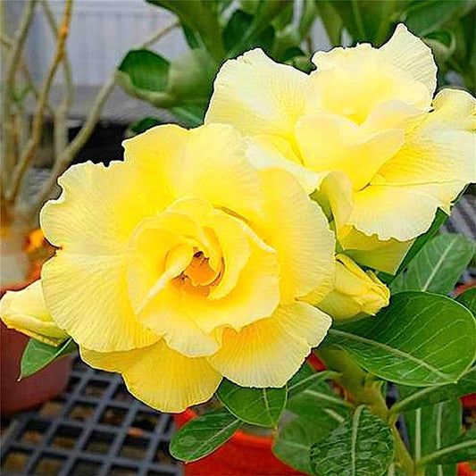 Desert Rose Yellow(Adenium obesum) Flowering Live Plant