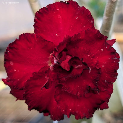 Desert Rose Red(Adenium obesum) Flowering Live Plant