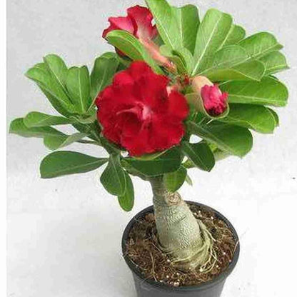Desert Rose Red(Adenium obesum) Flowering Live Plant