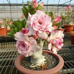 Adenium Pink White Double Petal Desert Rose