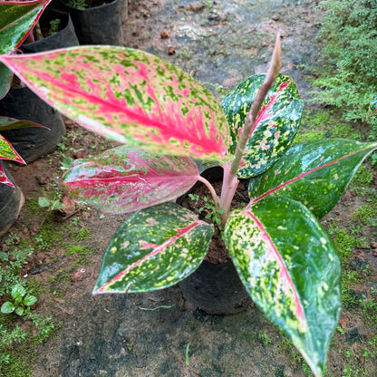 Aglonema hot flaming lady indoor live plant