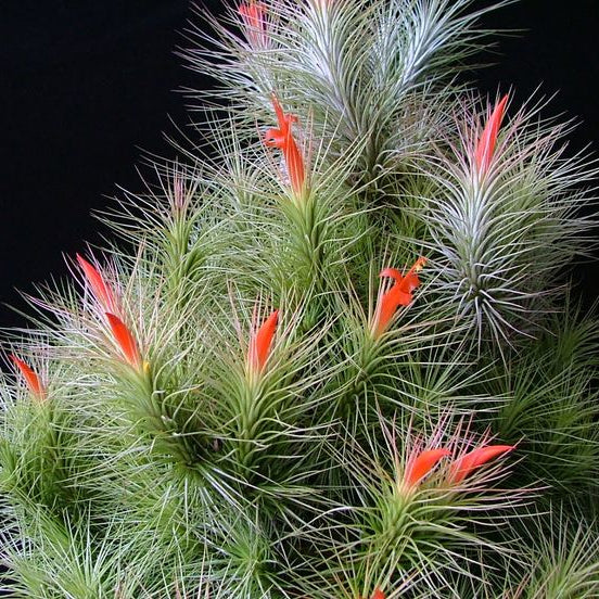 Tillandsia andreana Rare Air Plant