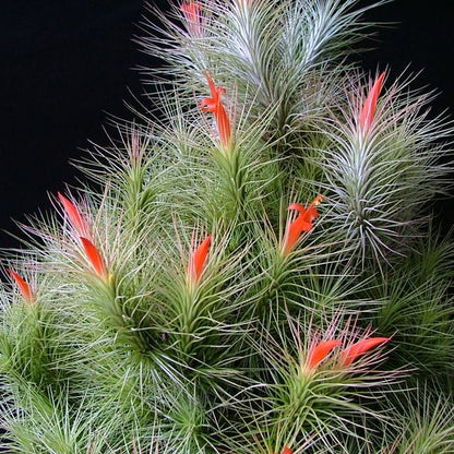 Tillandsia andreana Rare Air Plant