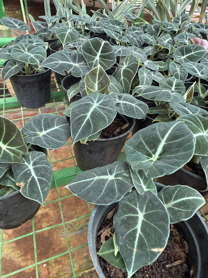 Alocasia Reginula (Black Velvet) Indoor / Outdoor Live Plant