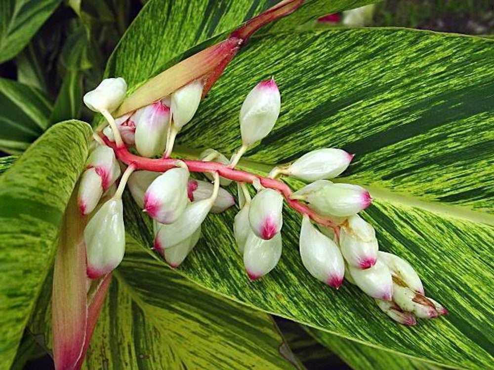 Shell Ginger Variegated Flowering Live Plant