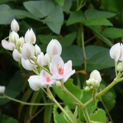 White Coral Vine (Antigonon leptopus 'Alba') Rare All Time Flowering Live Plant