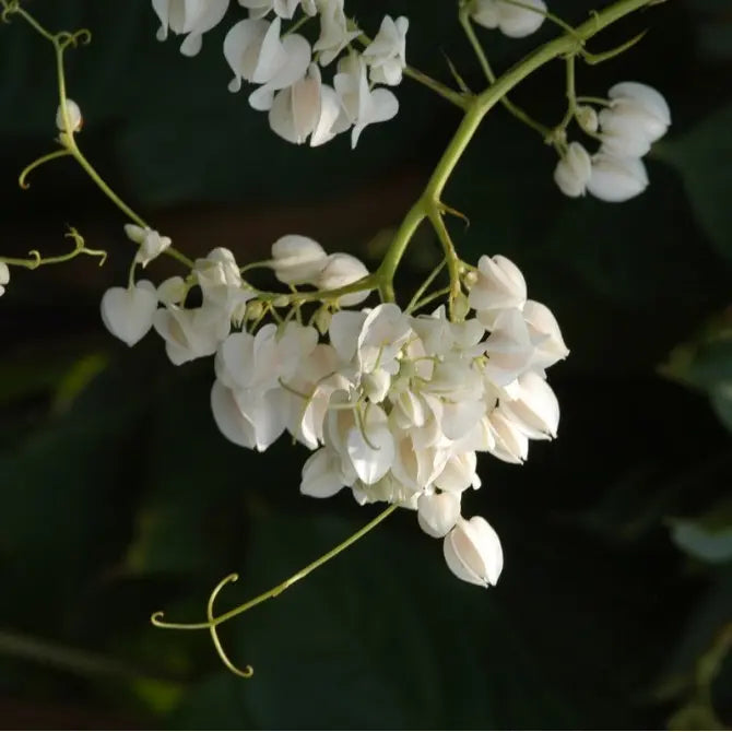 White Coral Vine (Antigonon leptopus 'Alba') Rare All Time Flowering Live Plant