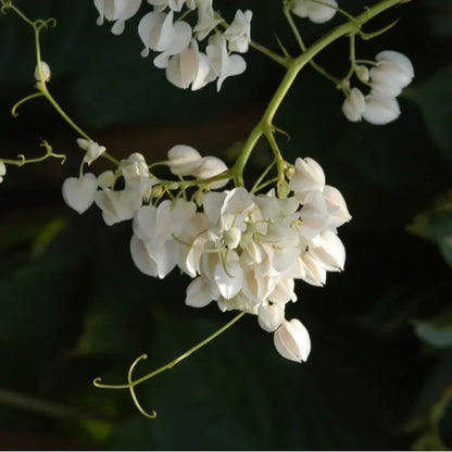 White Coral Vine (Antigonon leptopus 'Alba') Rare All Time Flowering Live Plant