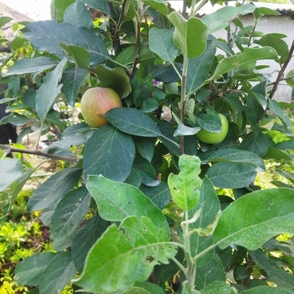 Apple Harman 99Tropical Grafted Fruit Plant