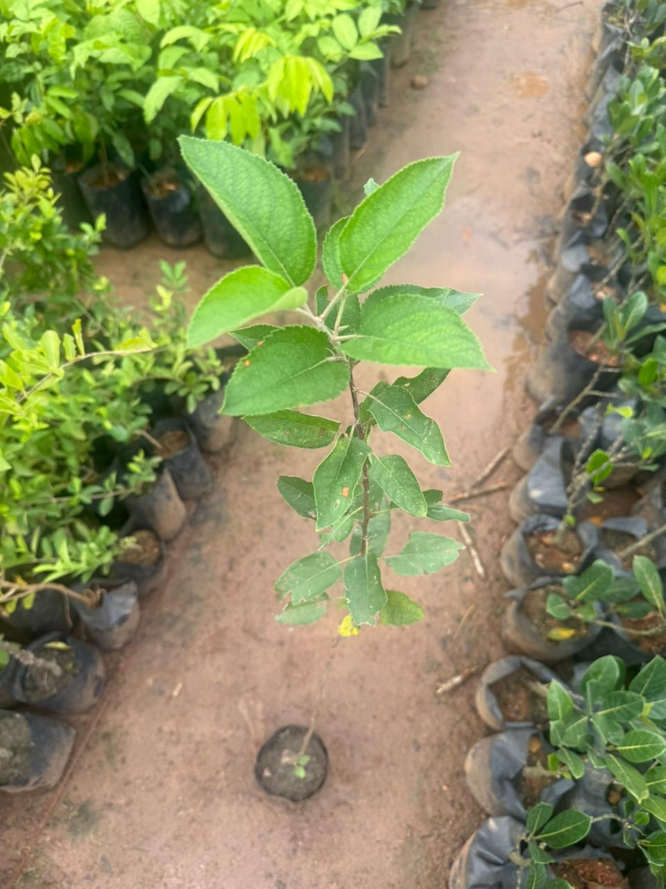 Apple Harman 99Tropical Grafted Fruit Plant