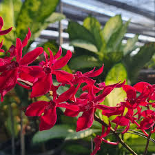 Aranthera Red Orchid Live Plant