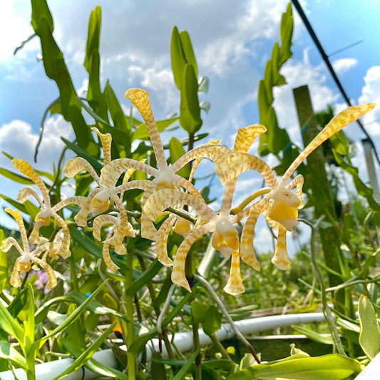 Arachnis Maggie Oei 'Yellow Ribbon'  Orchid Live Plant