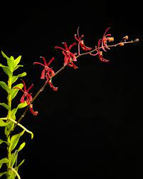 Aranthera Red Orchid Live Plant