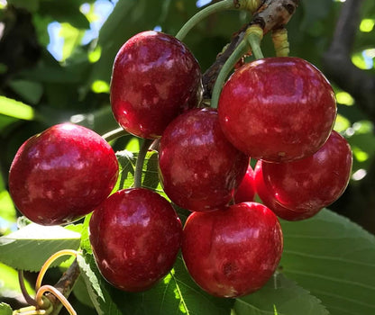 Australian Cherry Rare Live Plant (Syzygium paniculatum)