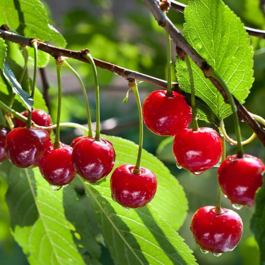 Australian Cherry Rare Live Plant (Syzygium paniculatum)