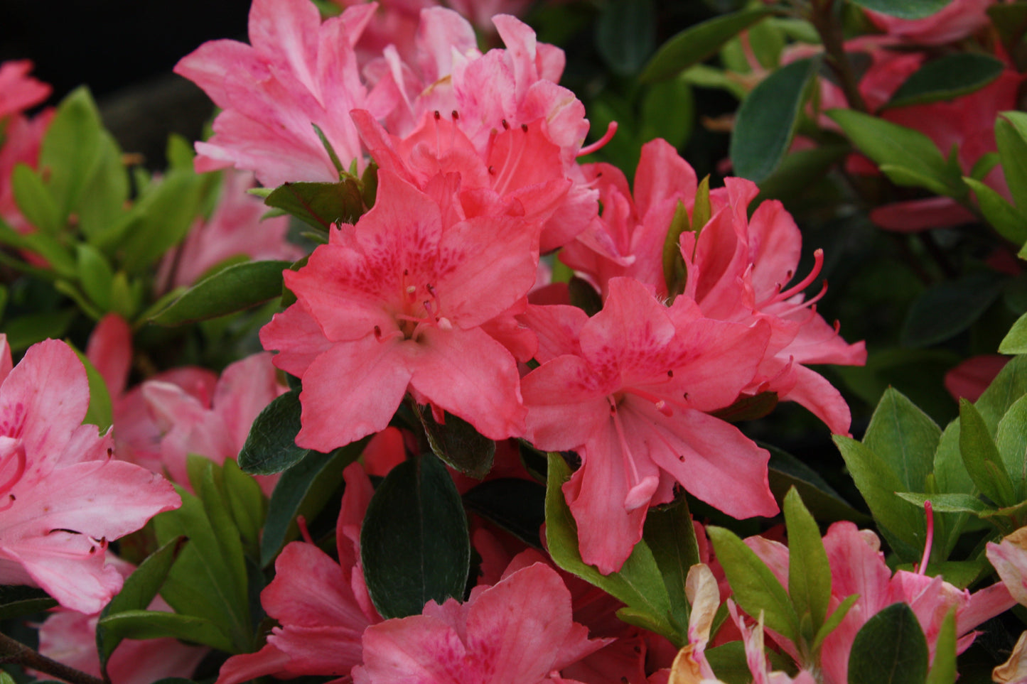 Azalea Pink (Rhododendron) Multi Petal Rare Flowering Live Plant