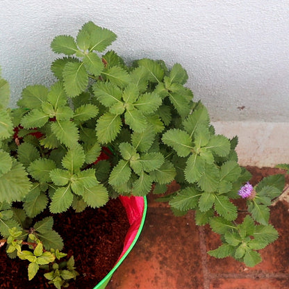 Kesavardhini (Centratherum Punctatum) Medicinal Live Plant