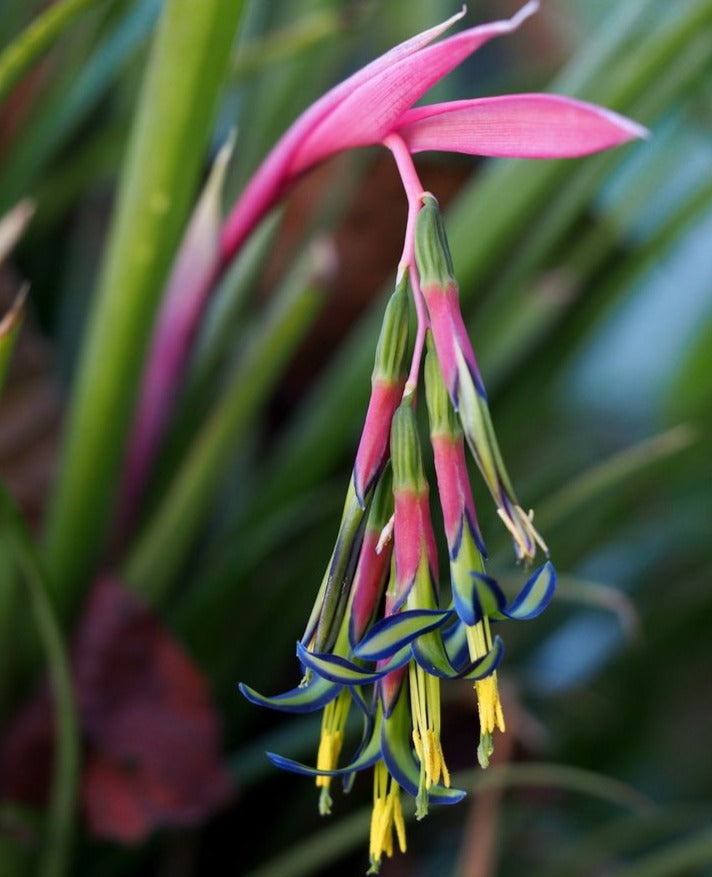 Queen's Tears (Billbergia nutans) Rare Flowering Live Plant