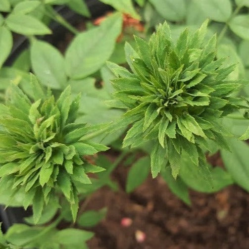 Green Rose Flowering Grafted Live Plant