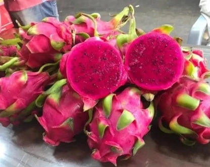 Dragon Fruit Original Red Sweet Variety Rooted Plant