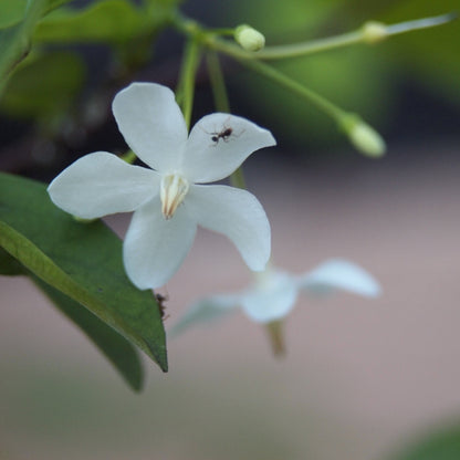 Water Jasmine Single Petal Highly Fragrant Flowering Rare Live Plant - Green Leaves
