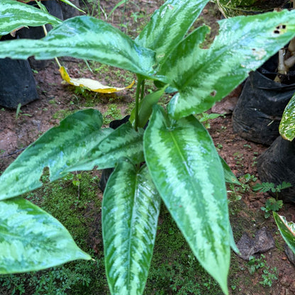 Schismatoglottis wallichii indoor live plant