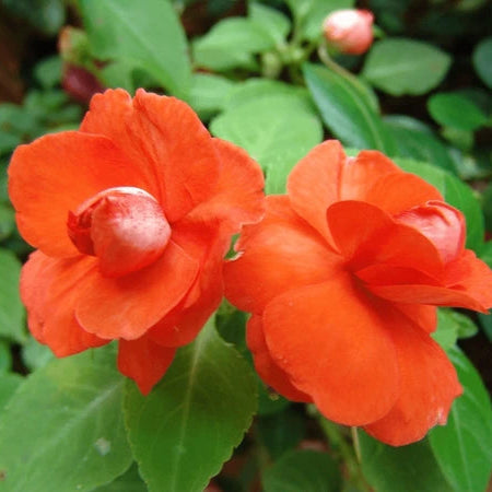 Multipetal  orange balsam / impatient orange multipetal  Rare All Time Flowering Live Plant