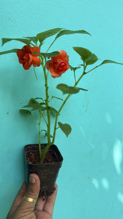 Multipetal  orange balsam / impatient orange multipetal  Rare All Time Flowering Live Plant