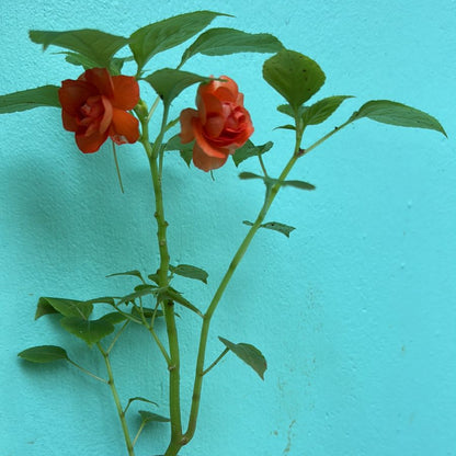 Multipetal  orange balsam / impatient orange multipetal  Rare All Time Flowering Live Plant