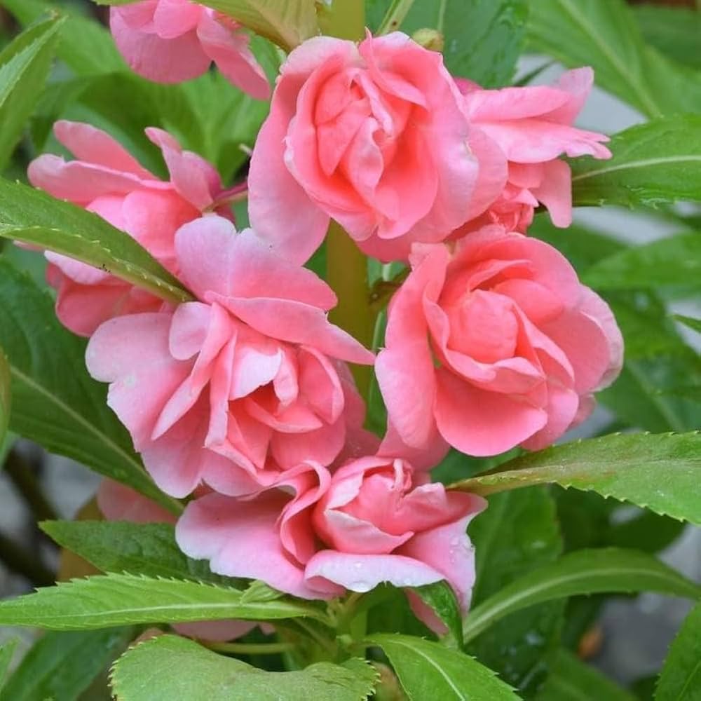 Multipetal  Pink  balsam / impatient pink multipetal  Rare All Time Flowering Live Plant