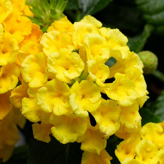 Lantana Yellow (Tick Berry) All Time Flowering Live Plant