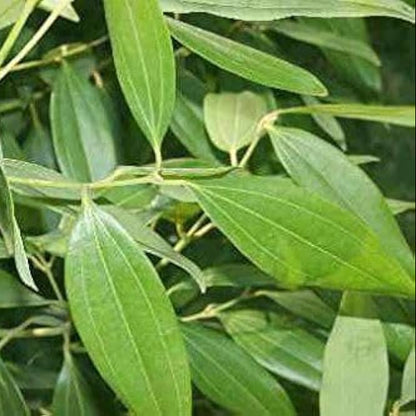 Indian Bay Leaf - Vayana- Aromatic Medicinal Live Plant