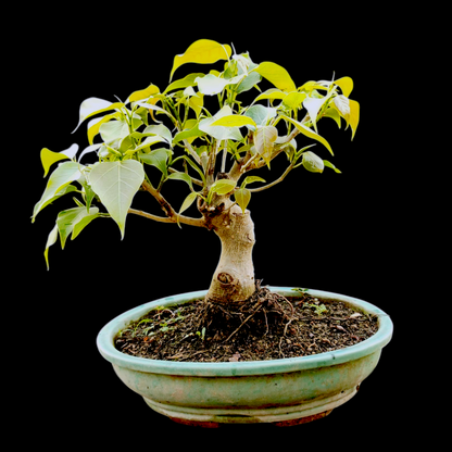 Peepal Tree Bonsai Indoor Live Plant