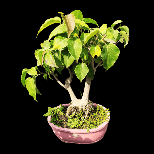Peepal Tree Bonsai Indoor Live Plant
