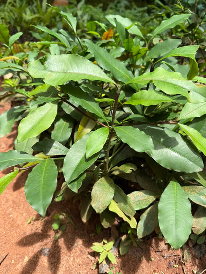 Baraba(cherry mangosteen)  Fruit Live Plant