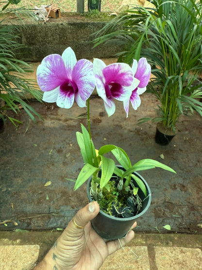 Dendrobium Yaya Compactum  orchids with flower