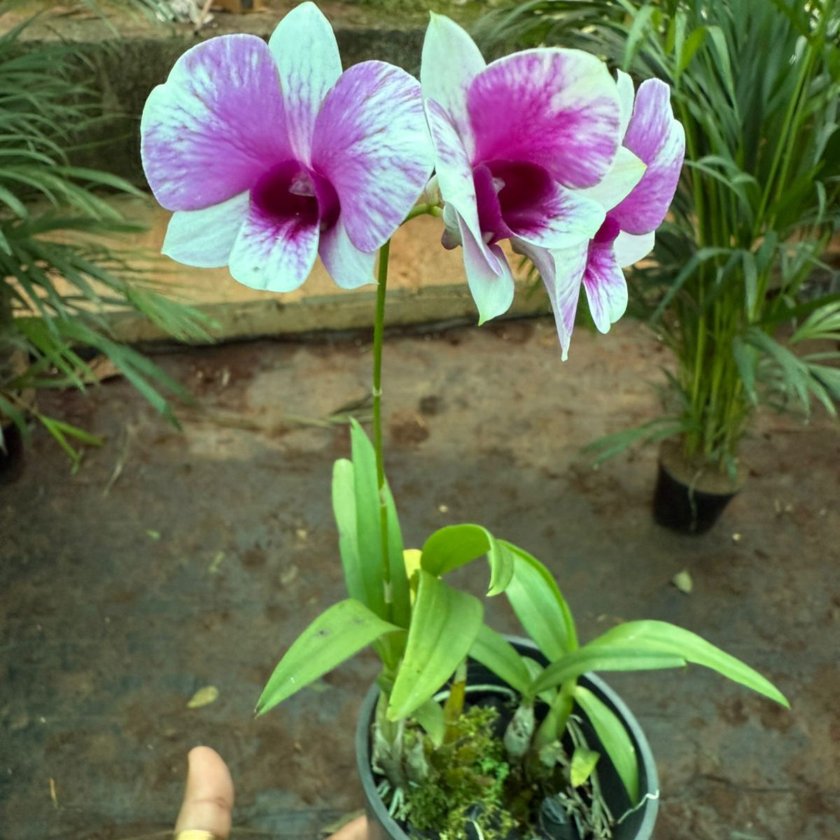 Dendrobium Yaya Compactum  orchids with flower