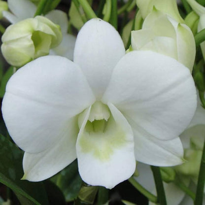 Dendrobium White Dove  Orchids with Flower