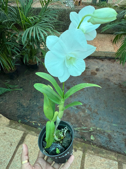 Dendrobium White Dove  Orchids with Flower