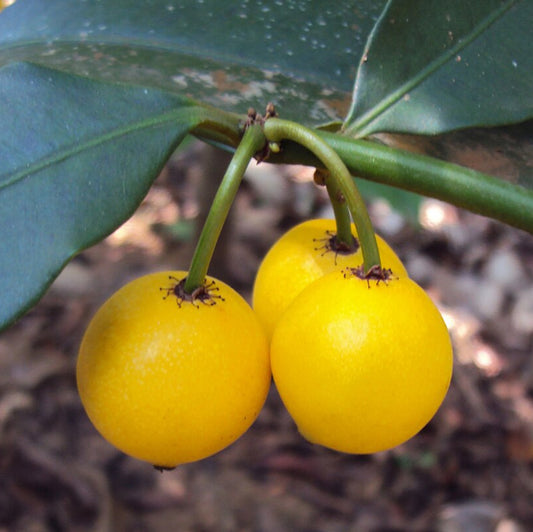 Baraba(cherry mangosteen)  Fruit Live Plant
