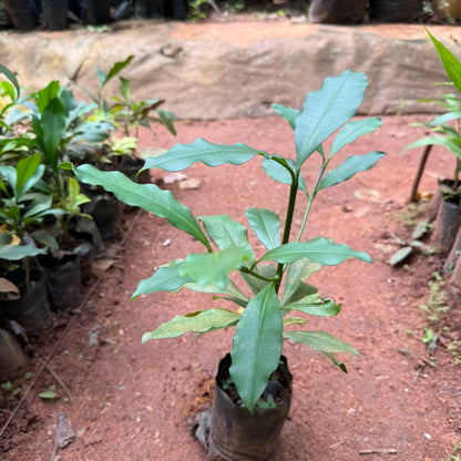 Baraba(cherry mangosteen)  Fruit Live Plant
