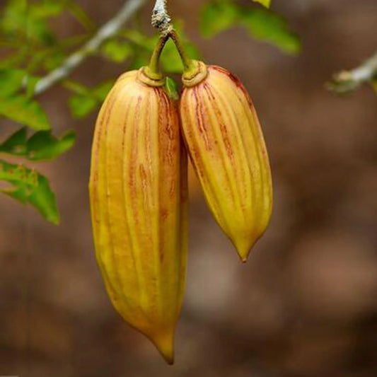 Candle fruit / Parmentiera edulis Rare Fruit Live Plant