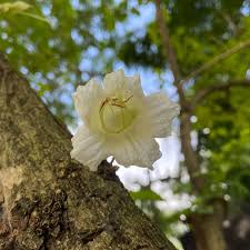 Parmentiera cereifera  Rare Flowering Live Plant