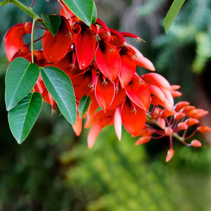 Erythrina crista-galli Rare All Time Flowering Live Plant