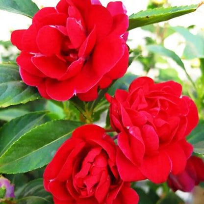 Multipetal  Red  balsam / impatient Red multipetal  Rare All Time Flowering Live Plant